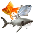 Logo of Types of Fish and Fish Pictures‎ android Application 